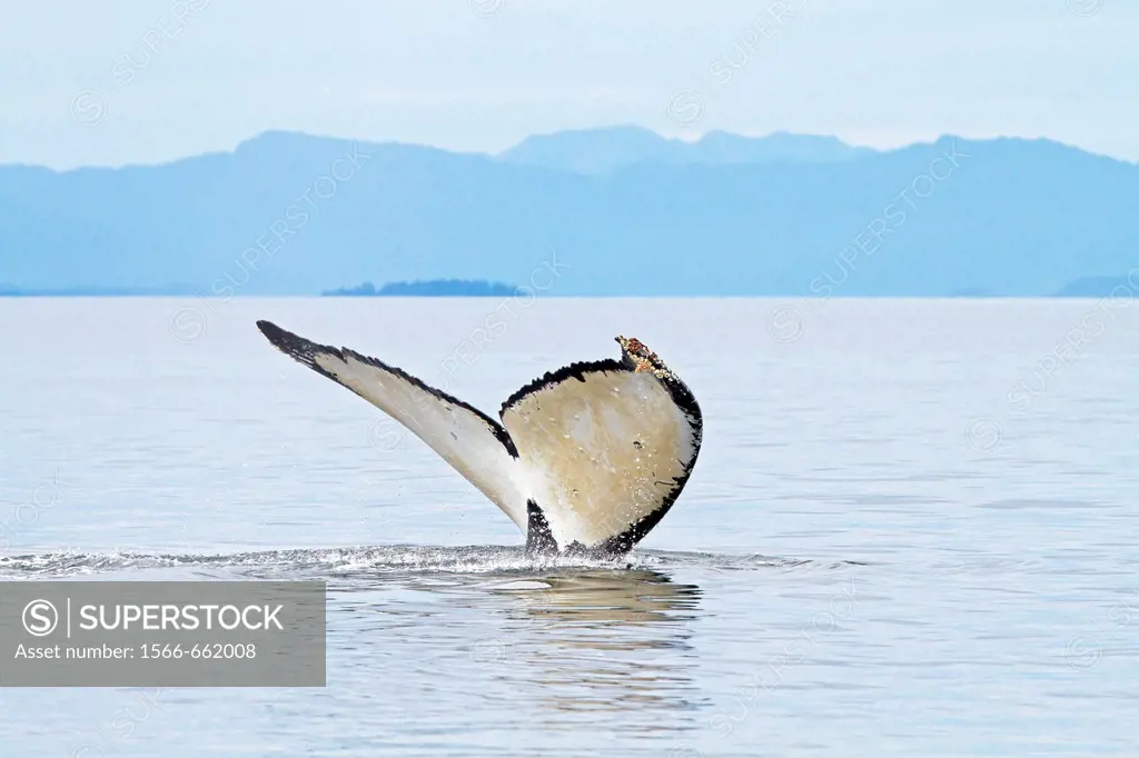 Humpback whale  Caudal fin  Tail  Megaptera novaeangliae  Order: Cetacea Suborder: Mysticeti Family: Balaenopteridae.