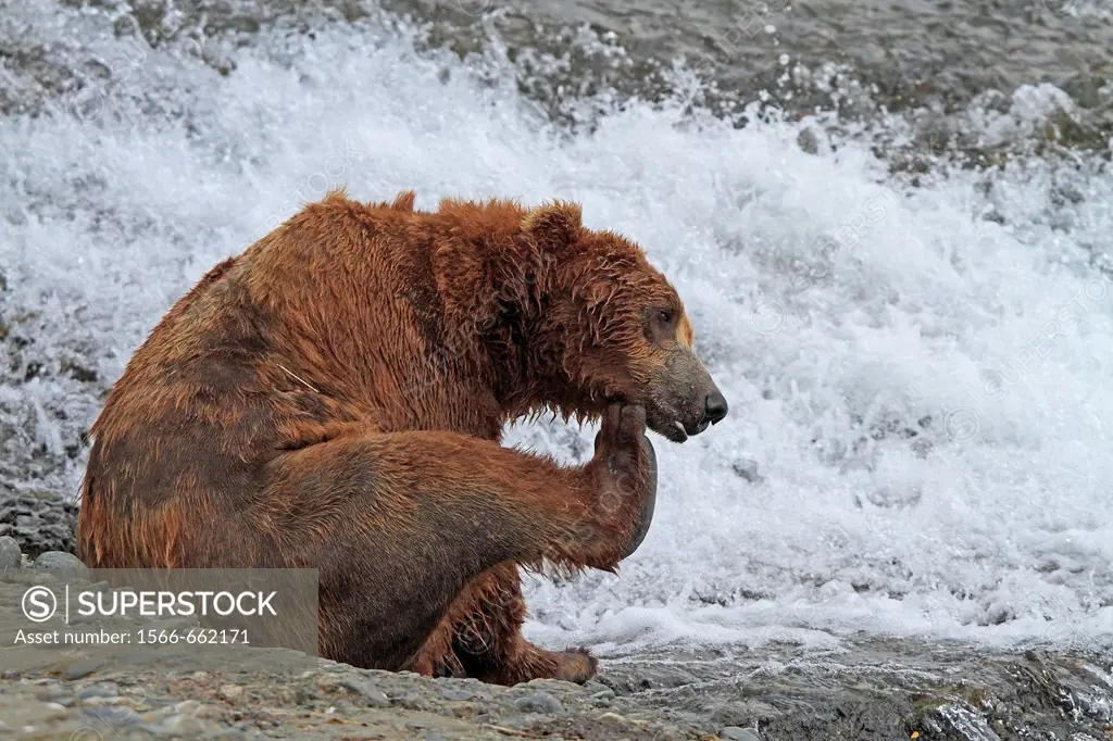 Alaska , Katmai National Park and Preserve , McNeil River Bear Viewing and Wildlife Sanctuary , falls of the Mc Neil river , Grizzly bear  Ursus arcto...