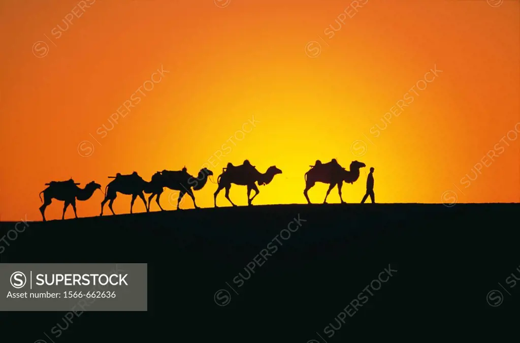 Camels in Gobi desert. China