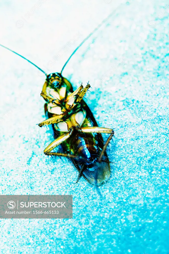 Common or Oriental Cockroach (Blatta orientalis)