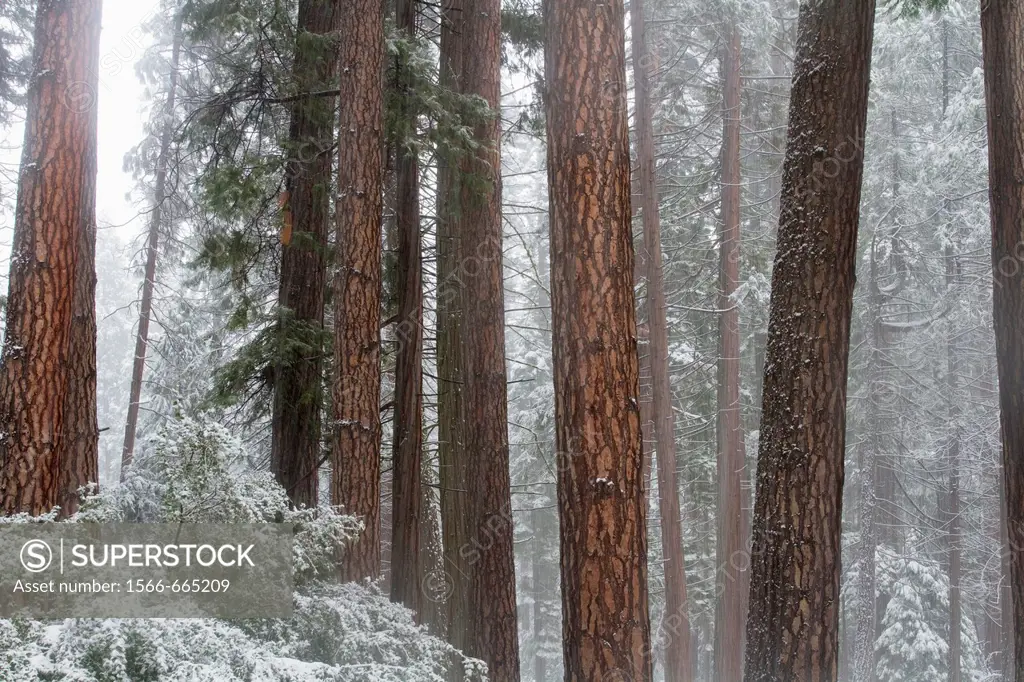 Redwood Trees in Winter Mist from fresh snow, Yosemite National Park, California, USA