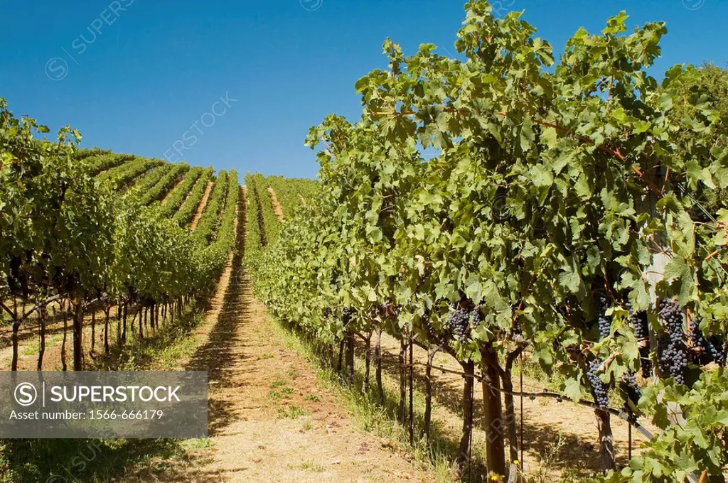 Vineyard, Sonoma County, California