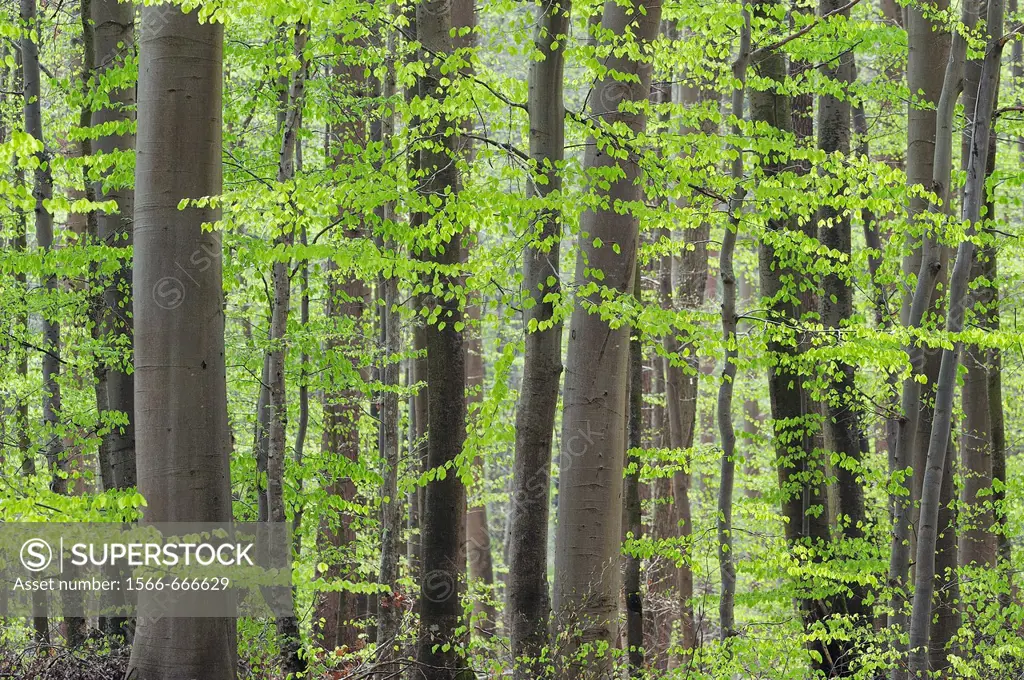 Spring deciduous forest with new foliage  Bavaria, Germany, Europe