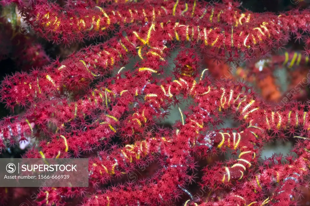 Brittlestars Ophiothrix sp wrapped round gorgonian arms  Misool, Raja Ampat, West Papua, Indonesia
