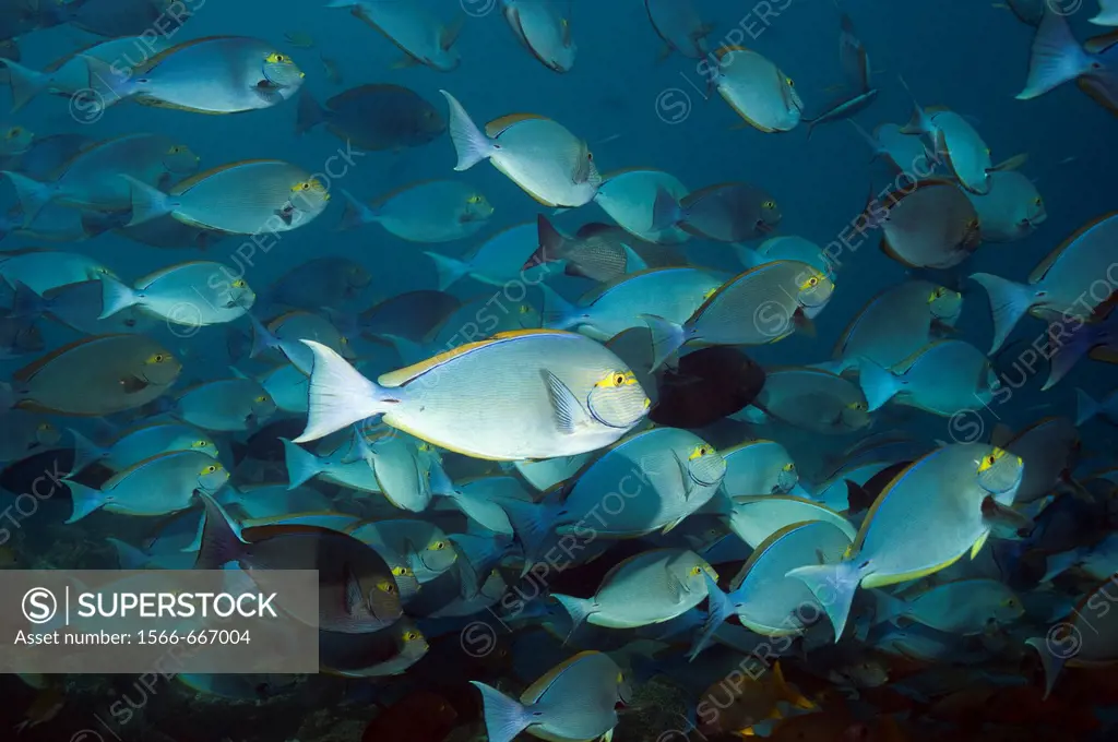 School of Elongate surgeonfish Acanthurus mata  Can change colour from dark blueish-brown to light slaty-blue  Rinca, Komodo National Park, Indonesia