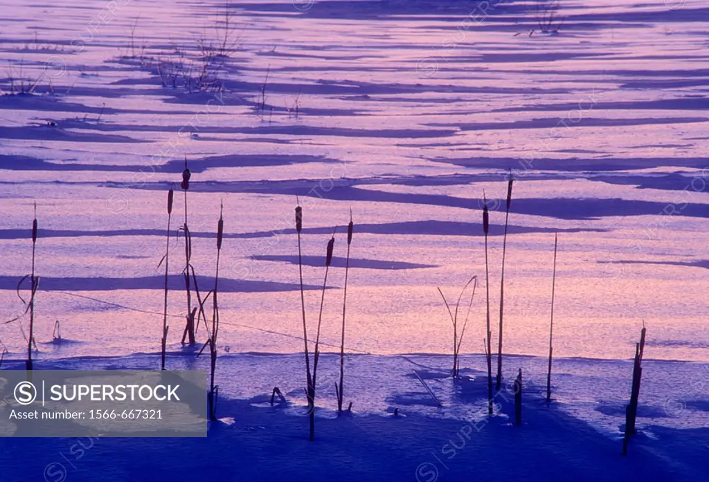 Ice coated cattails (Typha spp.) silhouetted against ice patterns after sunset near Kelly Lake. Sudbury, Ontario, Canada