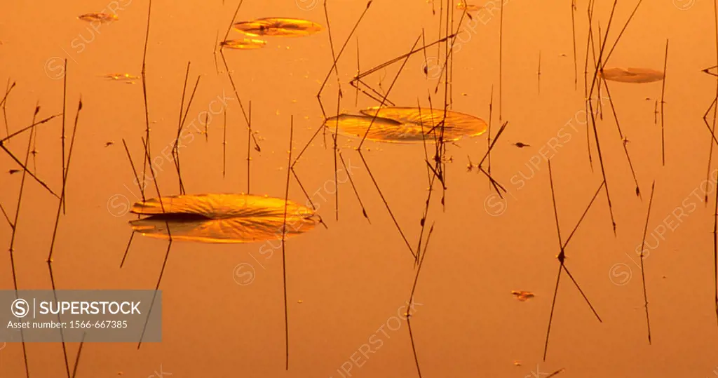 Golden morning skies reflected in Lighthouse Pond waters, with lily pads and pond sedges. Killarney PP. Ontario, Canada