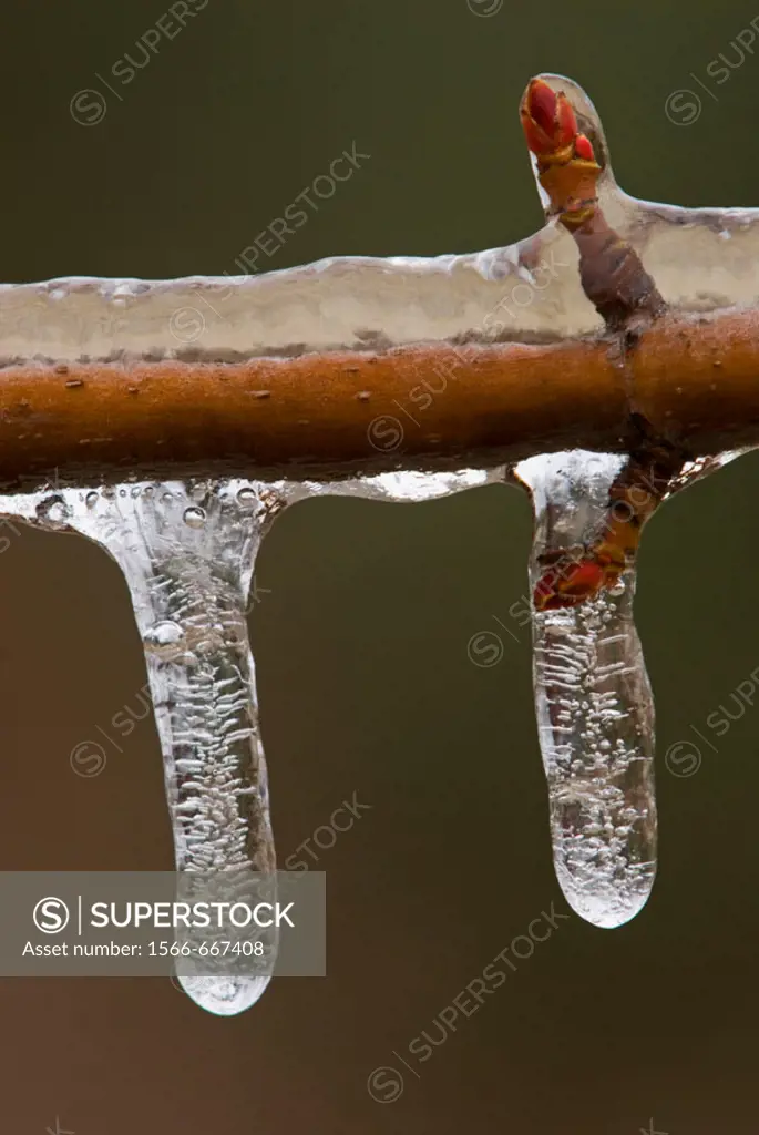 Ornamental maple (Acer spp) twig  with a coating of freezing rain ice