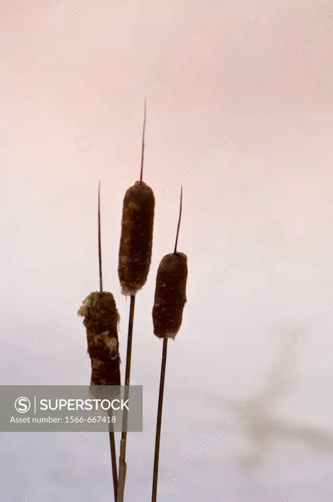 Cattail seed heads silhouetted at edge of beaver pond ice