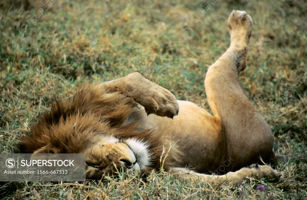 African Lion, Ngorongoro Conservation Area