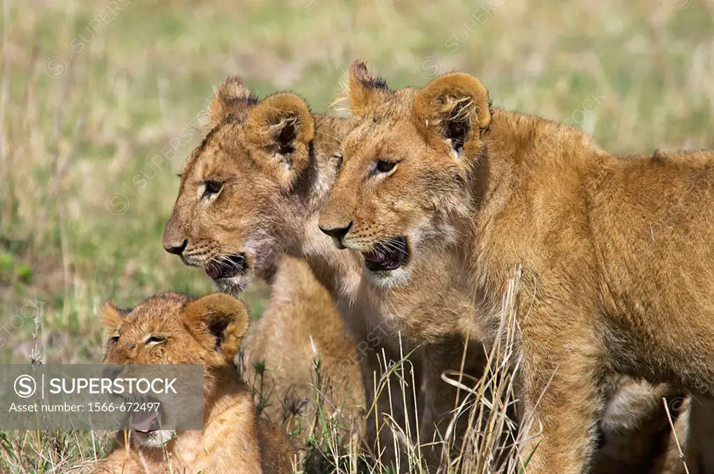 Lion Cubs look across the Amboseli plains