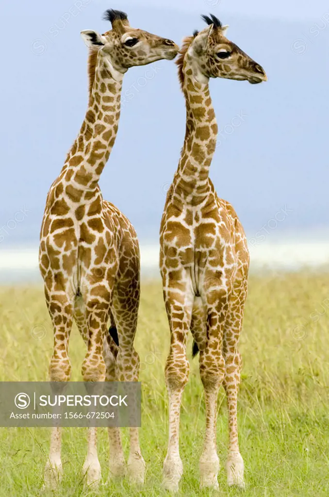 Two newborn Masai Giraffe on the Masai Mara, Kenya