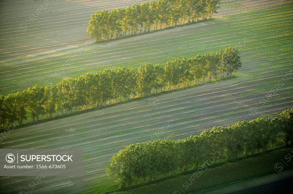 Trees in a row on agricultural fields, aerial view. Kristianstad. Skåne. Sweden.