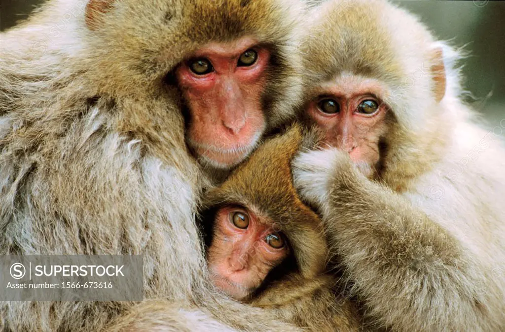 Animal, primates, monkey, Japanese macaque (Macaca fuscata). Jigokudani. Honshu, Japan, Asia.