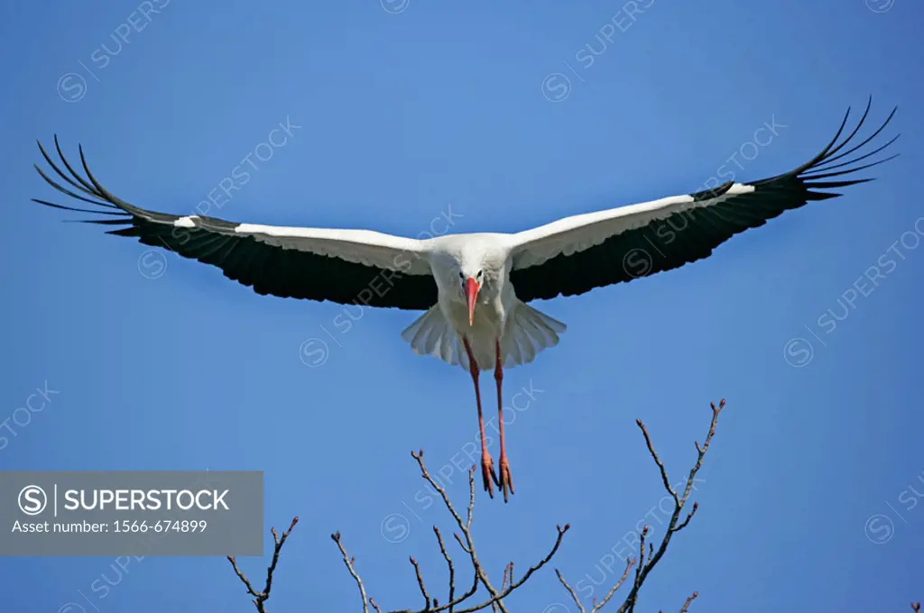 Ciconia ciconia, White Stork, Germany