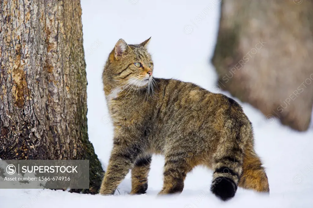 Felis silvestris, Common Wild Cat, winter, snow