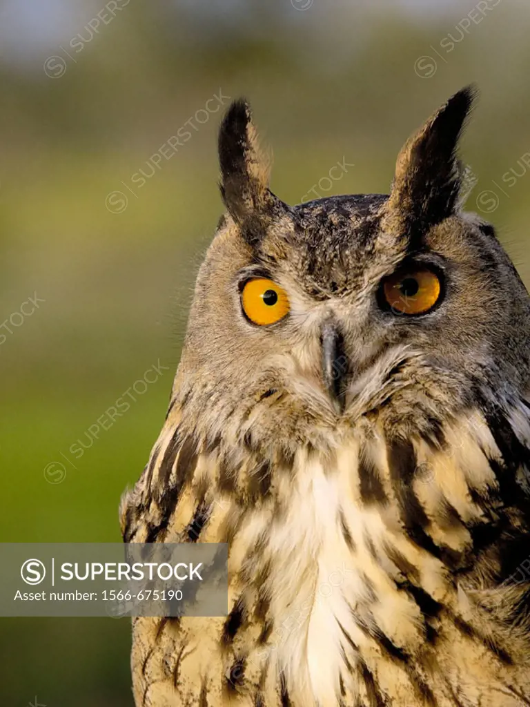 Eagle Owl (Bubo bubo).