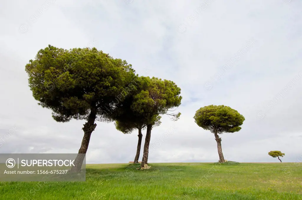 Stone pines (Pinus pinea) in cereal field plains. Villafáfila Lagoon . Zamora province, Spain
