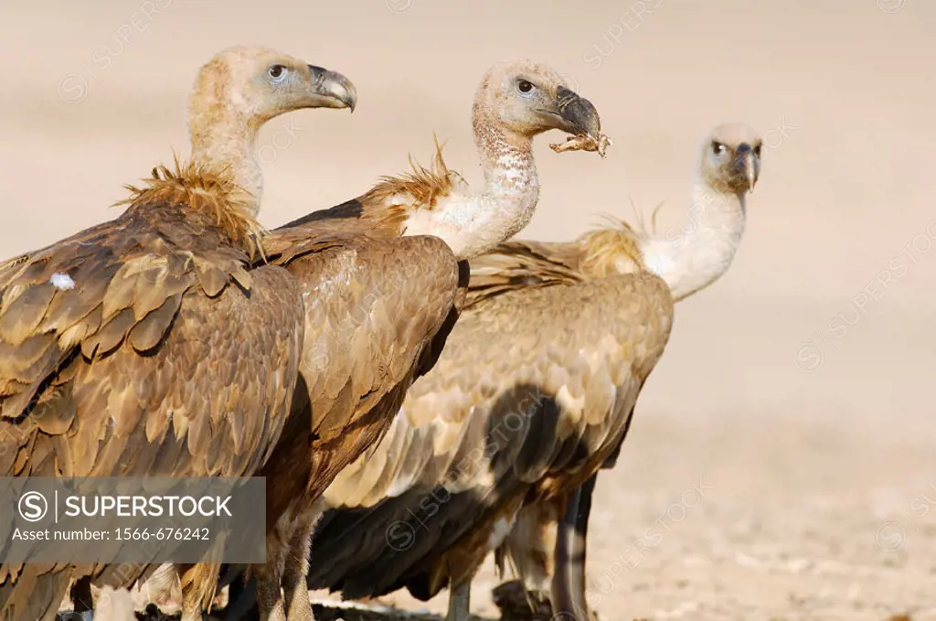Griffon Vulture (Gyps fulvus). Valle de Alcudia, Ciudad Real, Spain