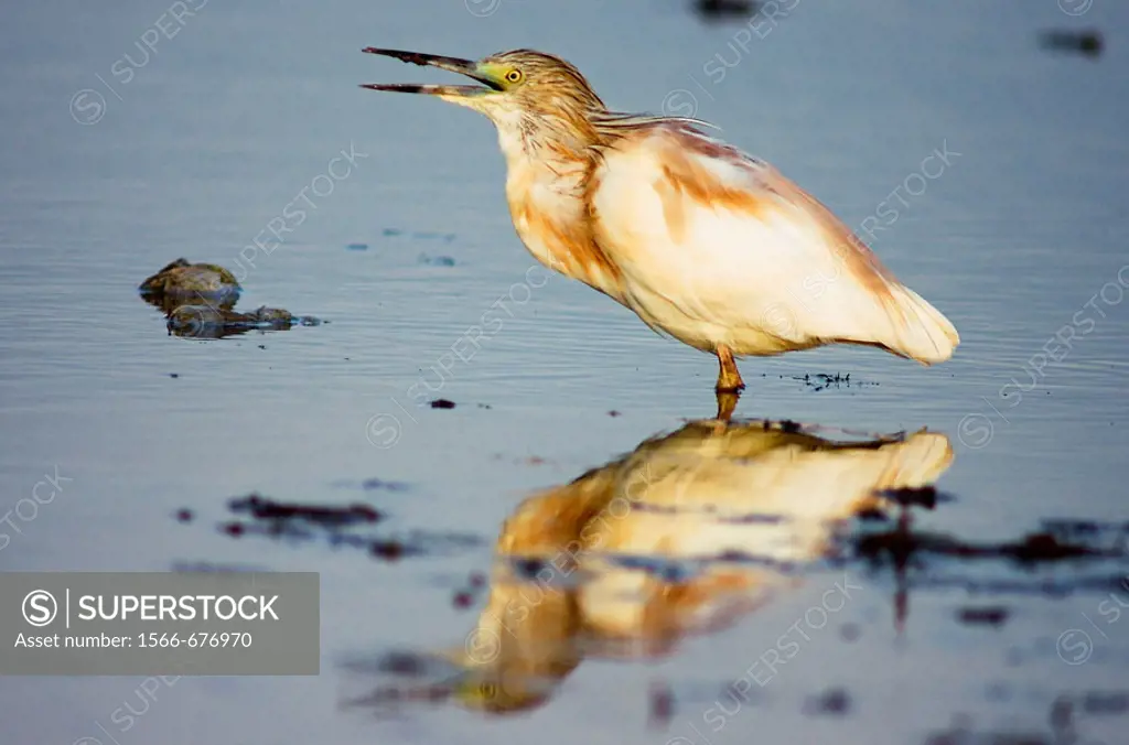 Bird on wetland. Squacco Heron (Ardeola ralloides).