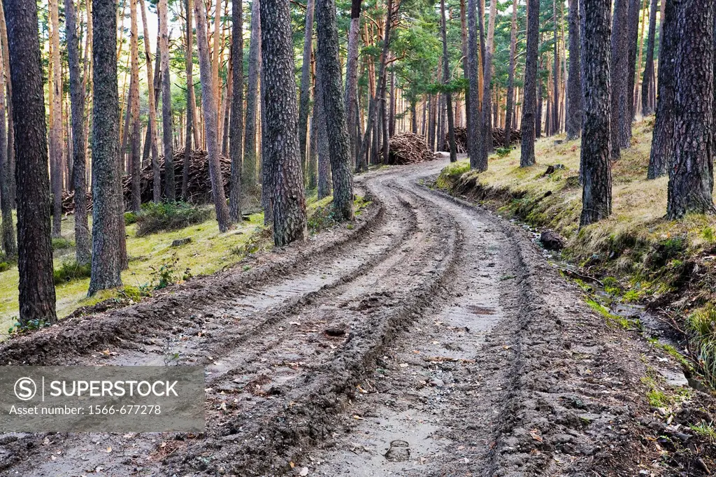 Road in the Acebeda pinewood, Sierra de Guadarrama, Valsaín, Segovia province, Castile-Leon, Spain