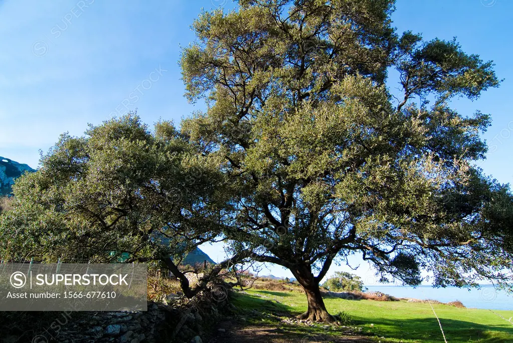 Holm oak, Sonabia Coast, Cantabria, Spain.