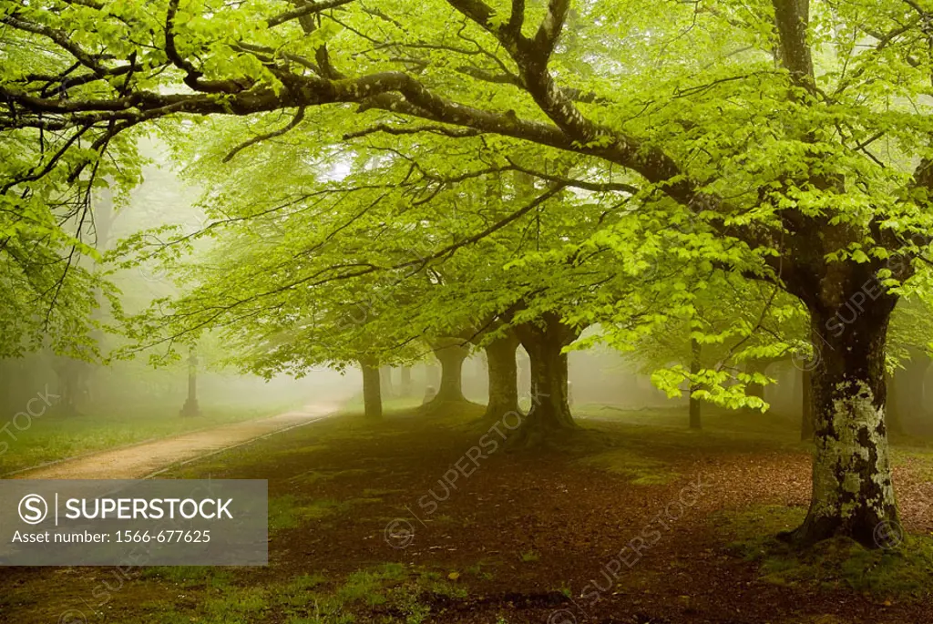 Beechwood (Fagus sylvatica). Urkiola National Park. Vizcaya province. Spain.