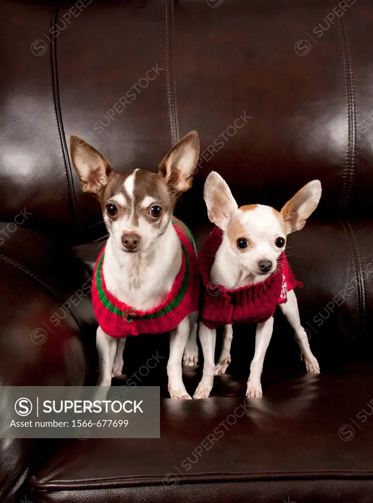Two chihuahuas wearing sweaters stand on a couch indoors