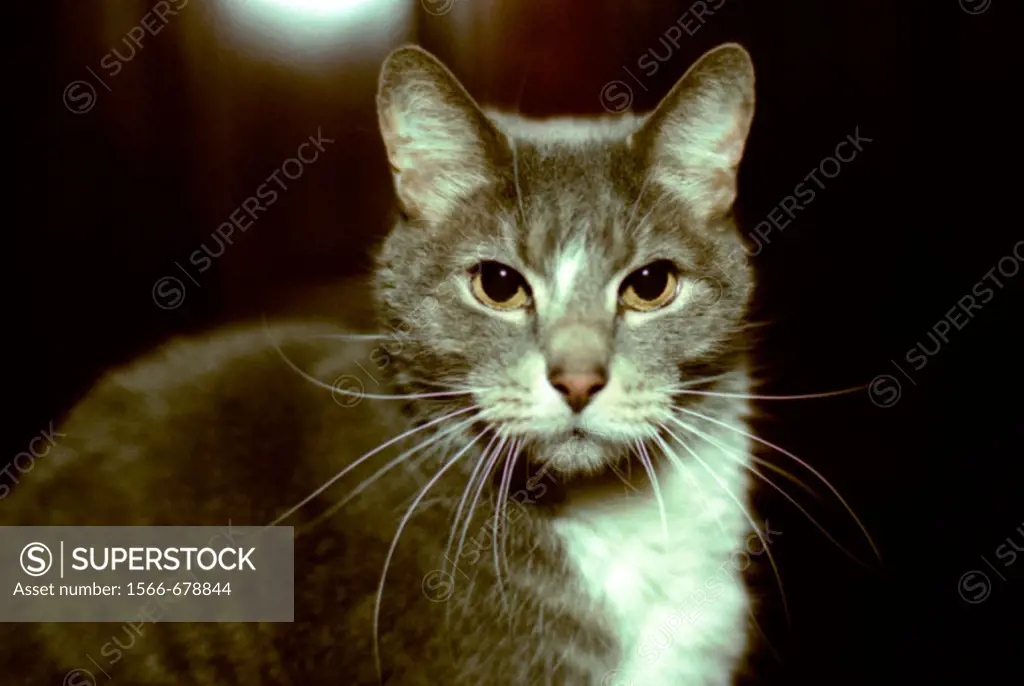 Romeo was one of three house cats at a dorm/home for women on Newbury Street in Boston, called Bethany Union. Massachusetts. USA.