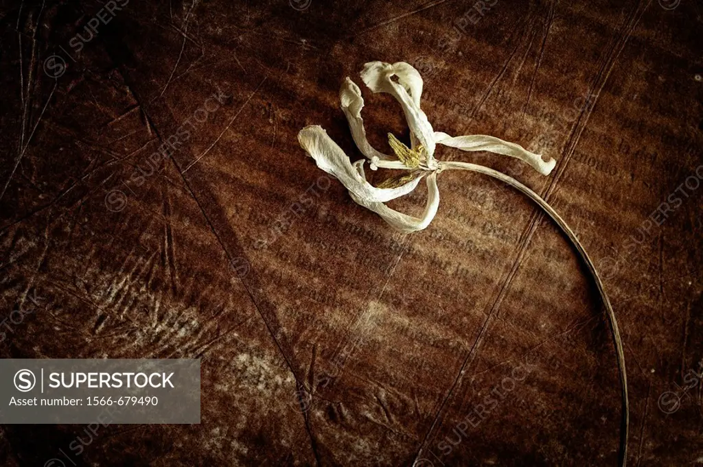 Dried flower on an old book  Don Quijote de la Mancha  Still Life