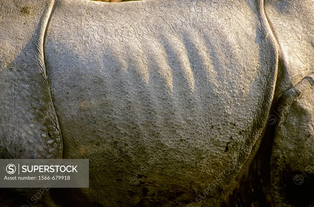 Closeup of very tough, rough skin of Indian Onehorned Rhinoceros, Rhinoceros unicornis, Linneaeus. Kaziranga National Park, Nepal.