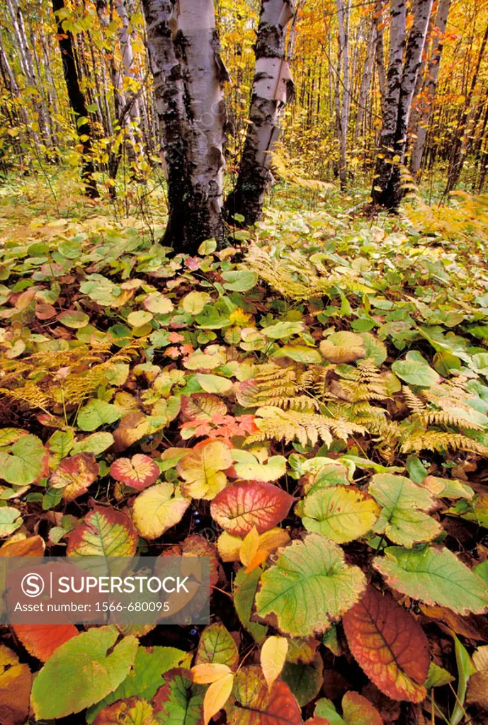 NA, USA, Minnesota. Noth shore of Lake Superior. forest floor color