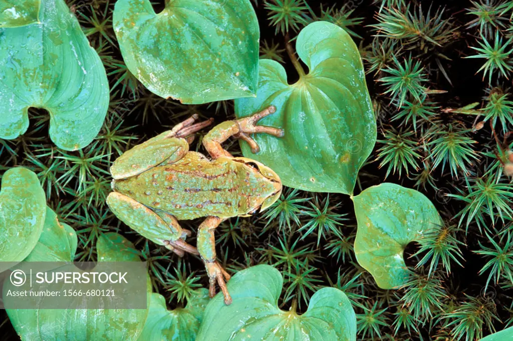 North America, USA, Washington, Olympic National Park, Hoh Rainforest, Green Frog ( Rana Fam.)