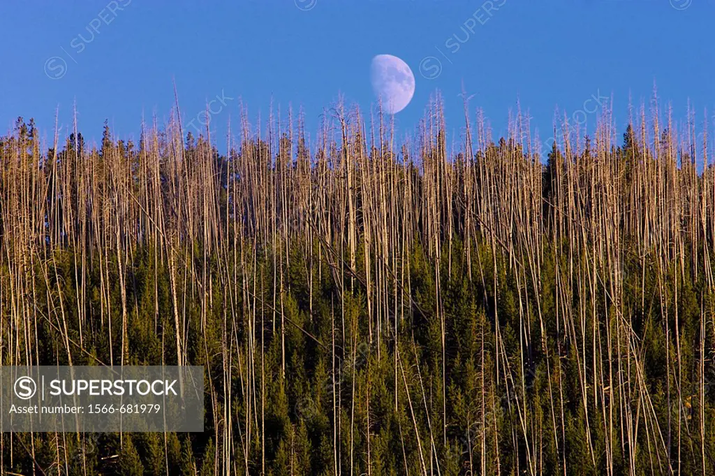 Moon rise over the hill in Yellowstone National Park, Wyoming, USA