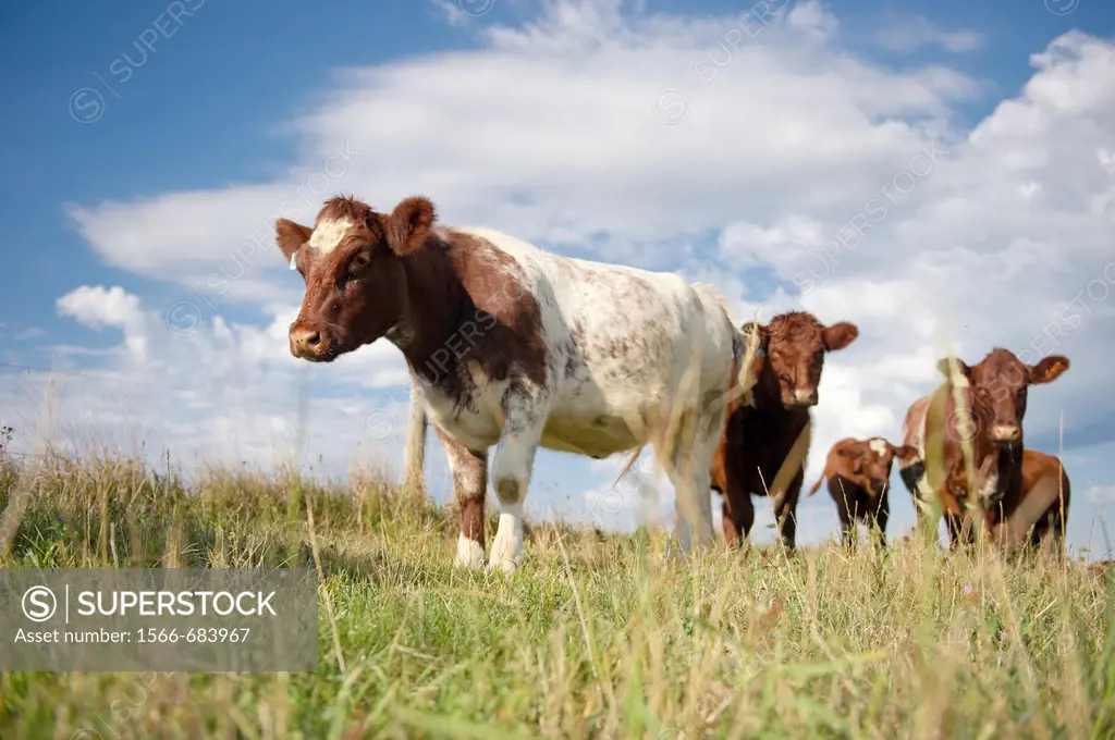Beef cattle in Hookstown, PA
