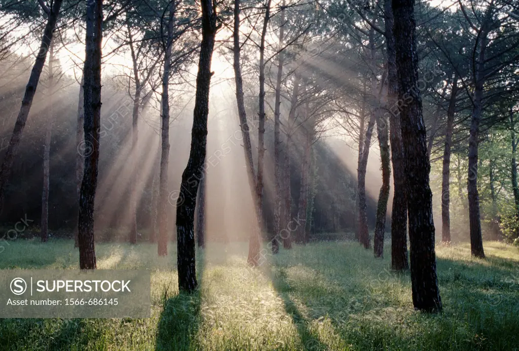 Beams of sunlight through trees, Pievescola, Tuscany, Italy