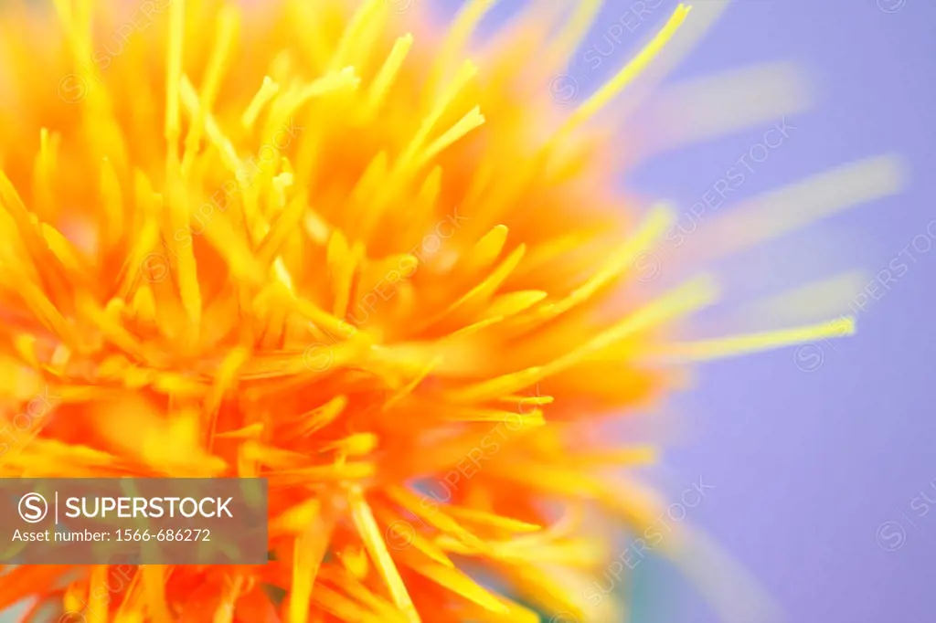 Beautiful Close Up of the Safflower