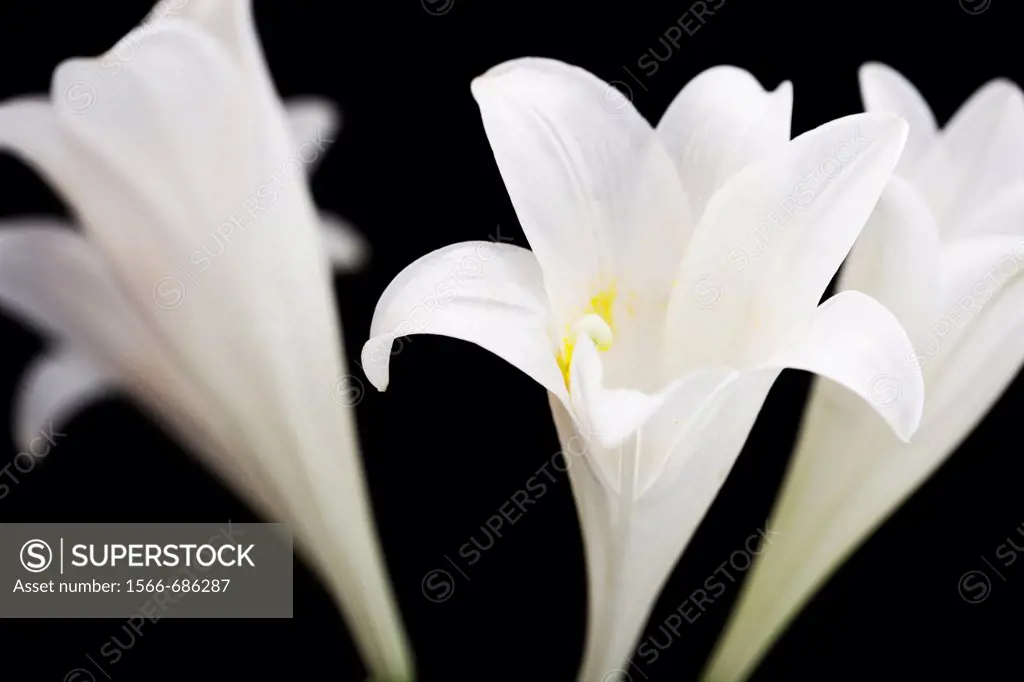 Three Striking White Longiflorum Blooms on Black