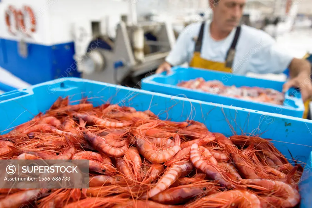 Palamós  Port  Fisherman unloading the prestigious shrimp of palamós  Costa Brava  Girona province  Catalonia  Spain