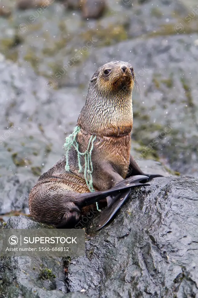 Antarctic fur seal pup Arctocephalus gazella tangled in fishing gear on South Georgia, Southern Ocean  MORE INFO Around 95 of the world population bre...