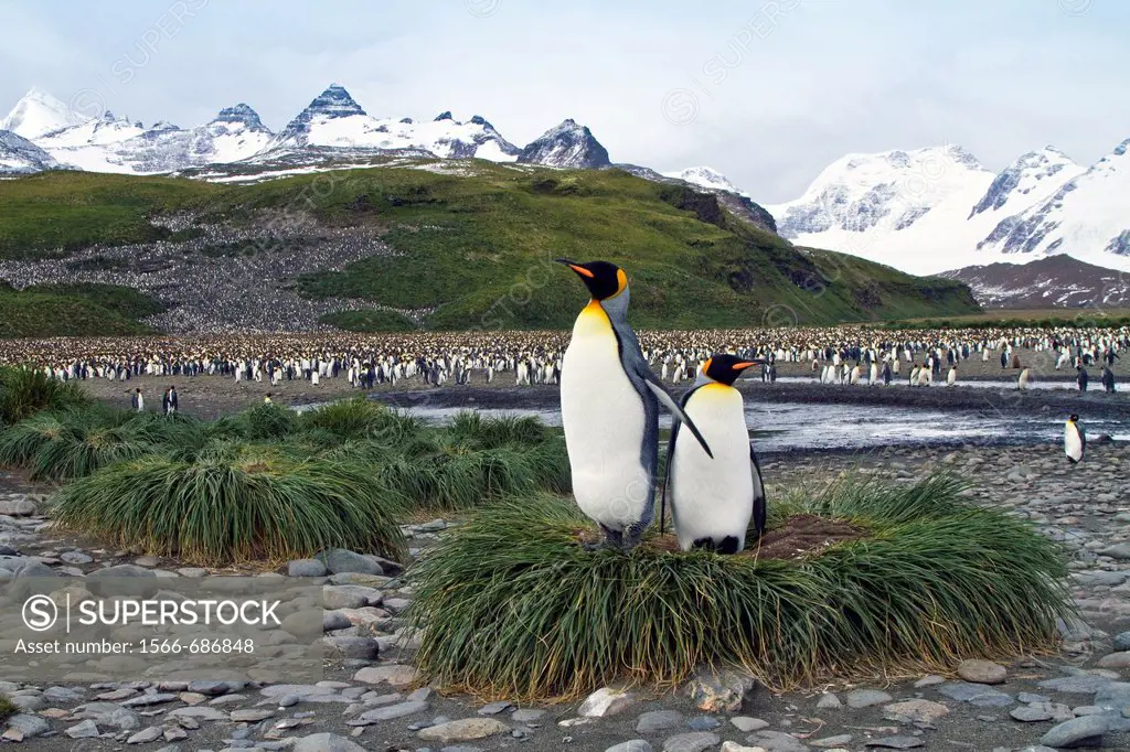King penguin Aptenodytes patagonicus breeding and nesting colony at Salisbury Plains, Bay of Isles on South Georgia Island, Southern Ocean  MORE INFO ...