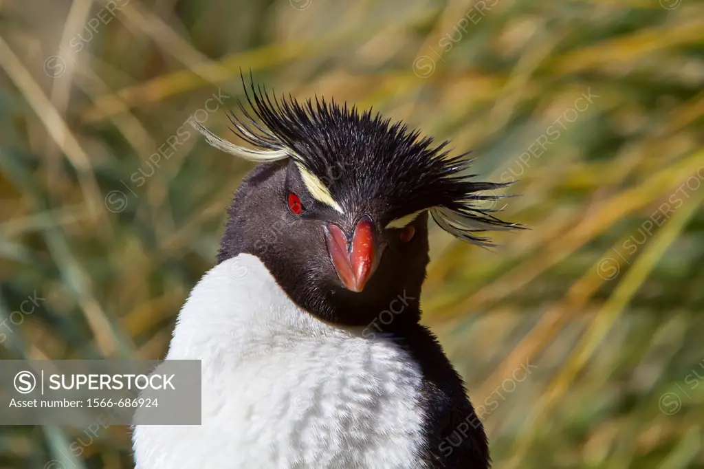 Adult southern rockhopper penguin Eudyptes chrysocome chrysocome at breeding and molting colony on New Island in the Falkland Islands, South Atlantic ...