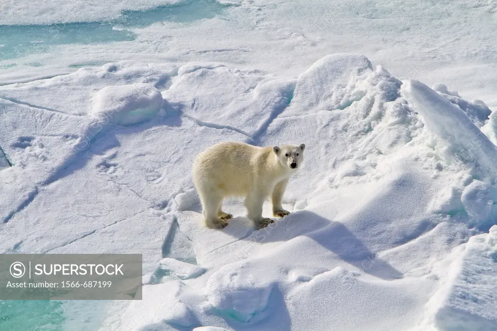 A curious young polar bear Ursus maritimus approaches the National Geographic Explorer along the northwestern coast of Spitsbergen in the Svalbard Arc...