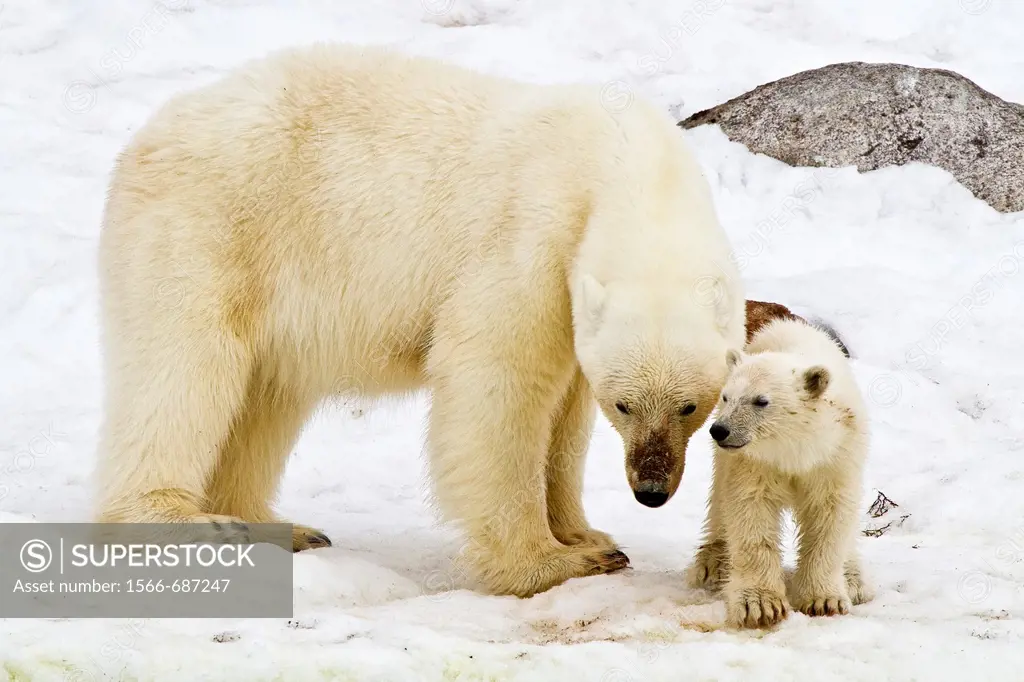 Mother polar bear Ursus maritimus with COY cub-of-year in Holmabukta on the northwest coast of Spitsbergen in the Svalbard Archipelago, Norway  MORE I...