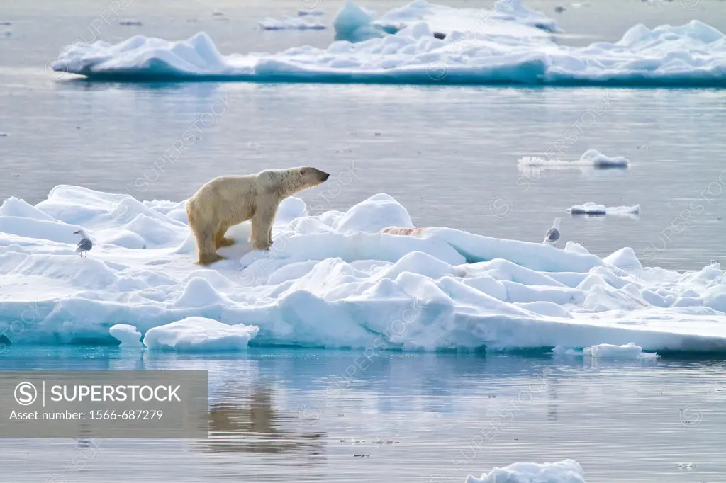 Adult polar bear Ursus maritimus feeding on seal carcass on multi-year ice floes off the coast of Edgeøya Edge Island in the Svalbard Archipelago, Nor...