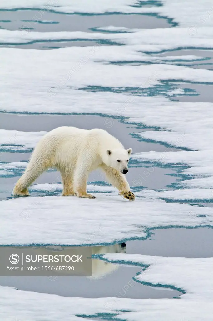 Young curious female polar bear Ursus maritimus approaches the Lindblad Expedition ship National Geographic Explorer on fast ice near Hinlopen Strait ...