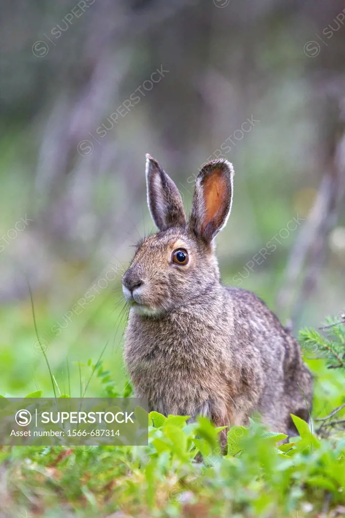 Adult snowshoe hare Lepus americanus dalli in Denali National Park, Alaska, USA  MORE INFO The snowshoe hare is primarily a herbivore, though it will ...