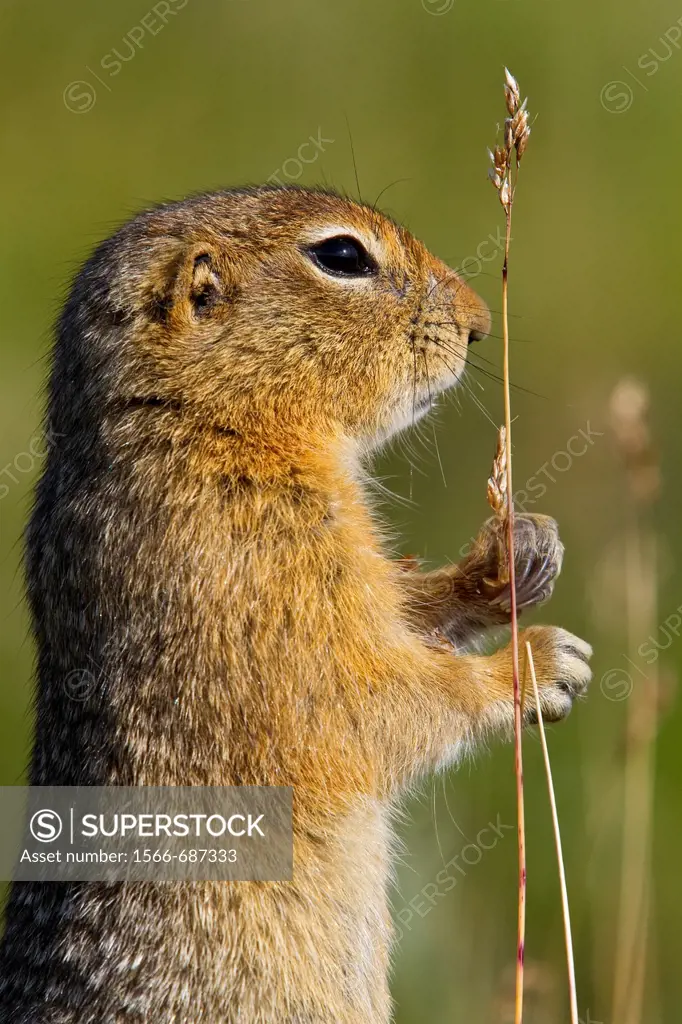 Adult Arctic ground squirrel Spermophilus parryii foraging in Denali National Park, Alaska, USA  MORE INFO During hibernation, the body temperature of...