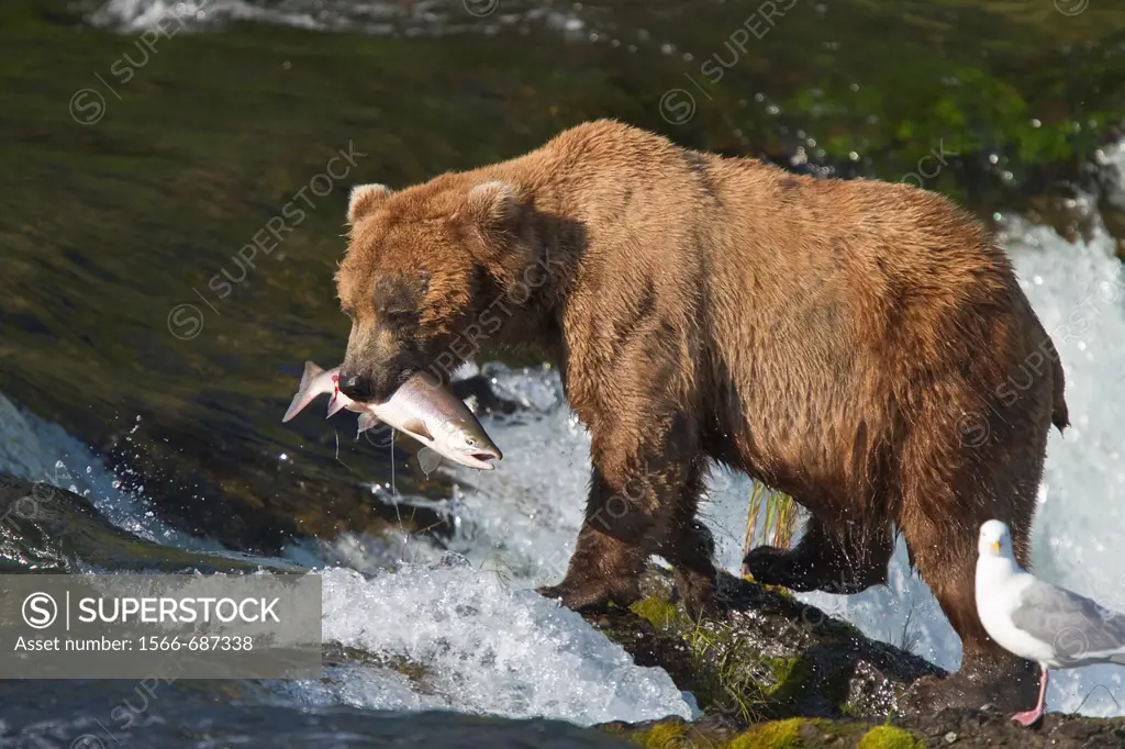 Adult brown bear Ursus arctos foraging for salmon at the Brooks River in Katmai National Park near Bristol Bay, Alaska, USA  Pacific Ocean  MORE INFO ...