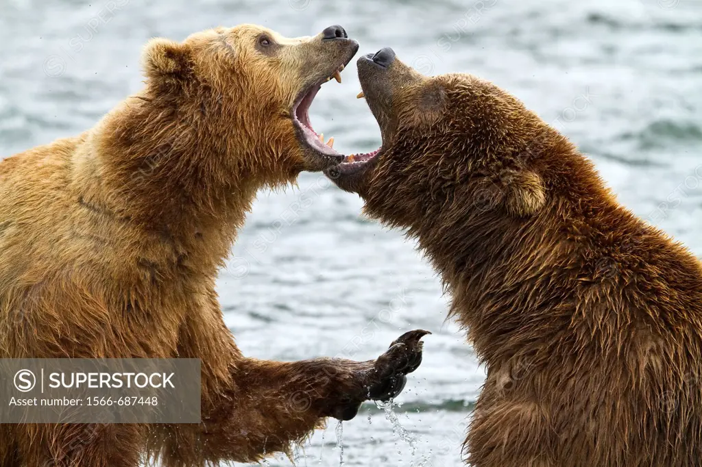 Adult brown bears Ursus arctos disputing fishing rights for salmon at the Brooks River in Katmai National Park near Bristol Bay, Alaska, USA  Pacific ...